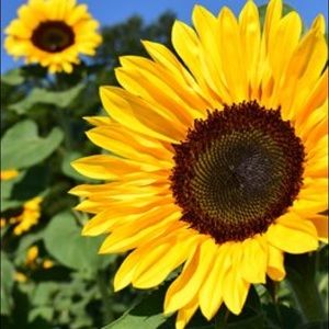 Meet your Posher, Courtney